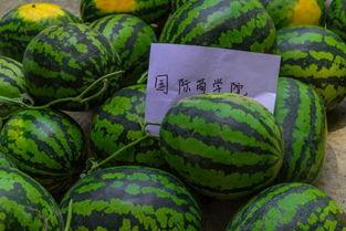 反向操作吃瓜视频,揭秘“反向操作”吃瓜视频背后的真相与趣味 第3张 反向操作吃瓜视频,揭秘“反向操作”吃瓜视频背后的真相与趣味 第3张